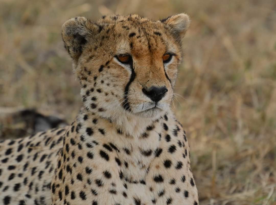 Tanzania 7 Days Lodge Safari